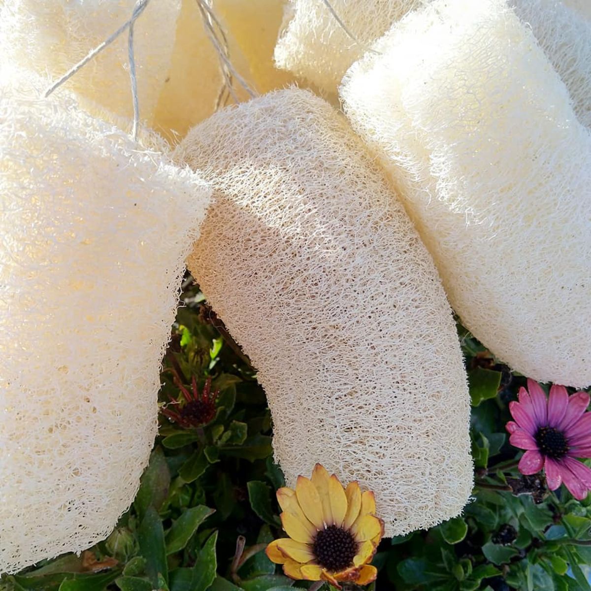 Esponjas de luffa natural colgadas entre flores