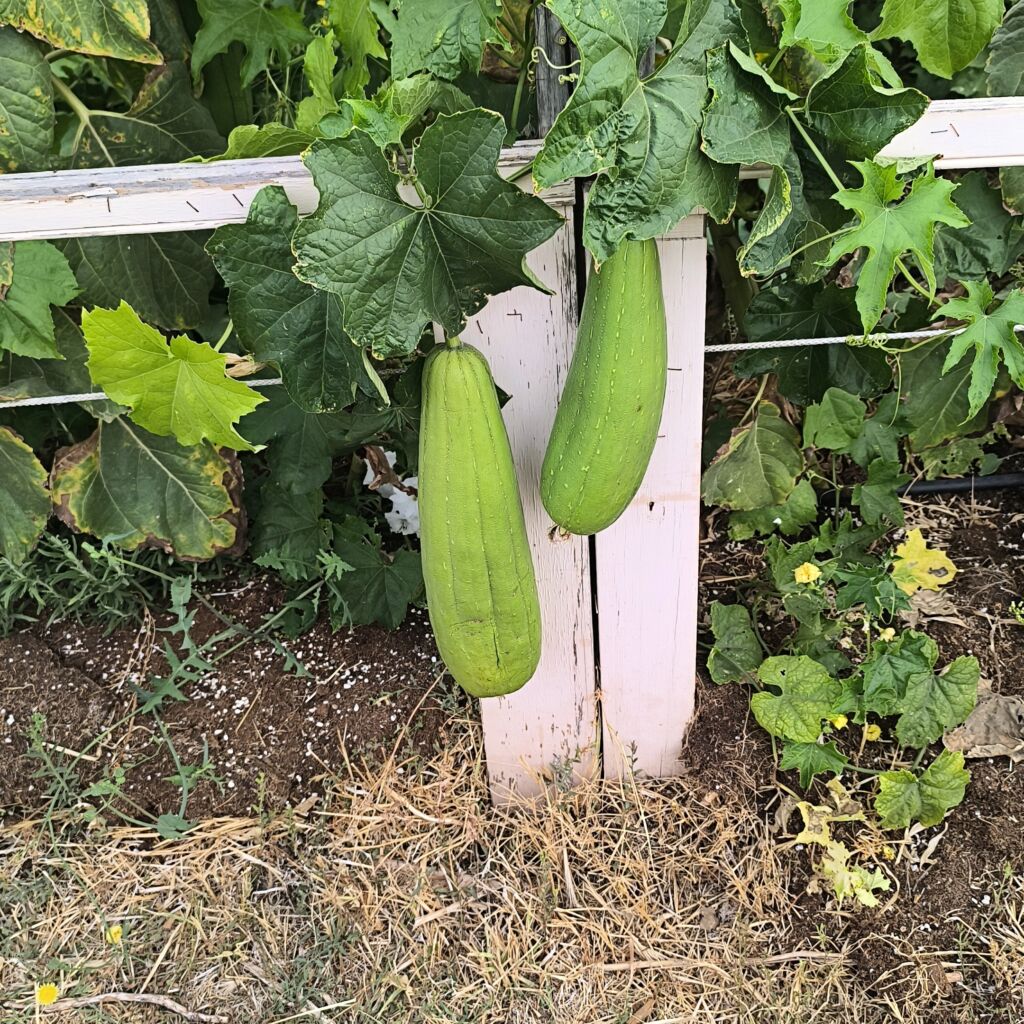 Esponjas de luffa creciendo en la planta, en Madrid