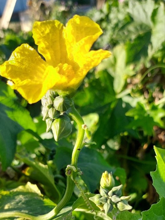 Flor amarilla de la planta de luffa