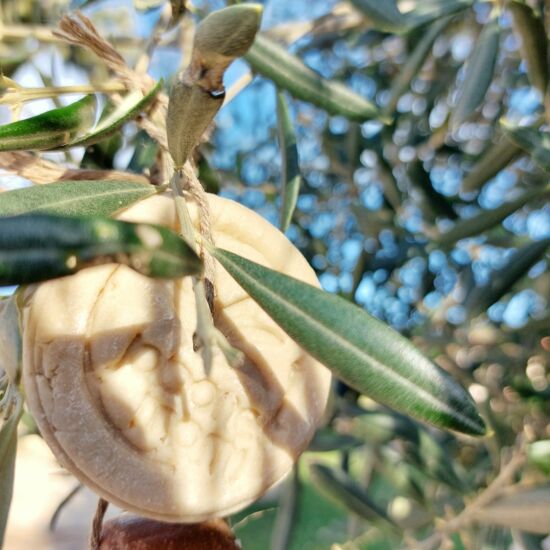 Limpiador facial sólido de Jabones Mami entre ramas de olivo