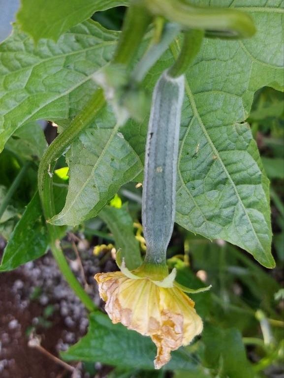 Luffa recién nacida con su flor